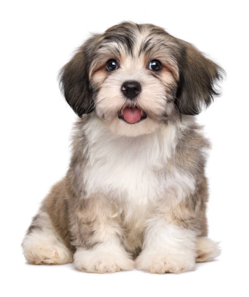 istock Beautiful smiling little havanese puppy 1183460238