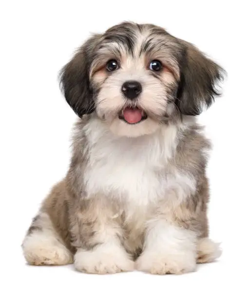 Beautiful smiling little havanese puppy dog is sitting frontal and looking at camera - isolated on white background