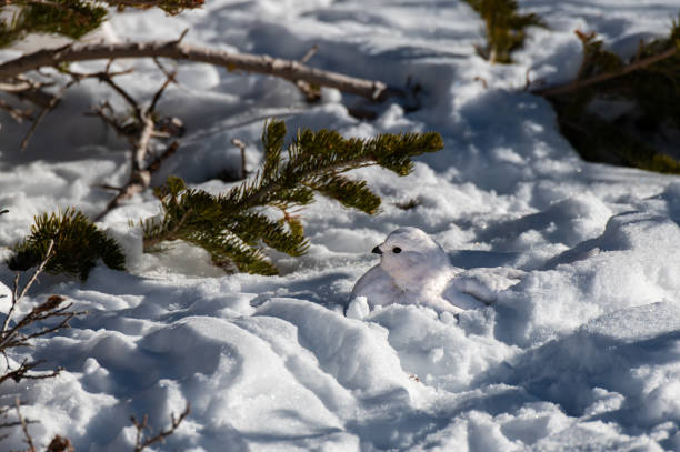 istock White-tailed Ptarmigan in Winter 1183460254