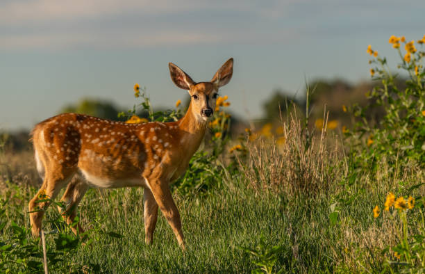 istock White-tailed Deer Fawn 1183460260