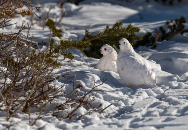 istock White-tailed Ptarmigan in Winter 1183460264