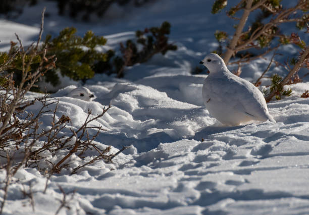 istock White-tailed Ptarmigan in Winter 1183460265