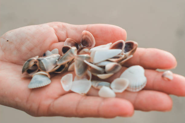 istock hands catching pollution in brazilian beach, hands that clams 1183460321