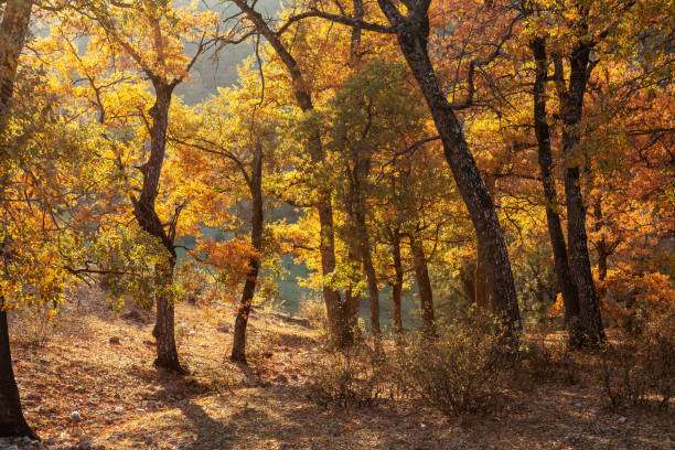 Photo of plane trees with orange colored autumn leaves during autumn season. No people are seen in frame. Shot with a full frame DSLR camera.