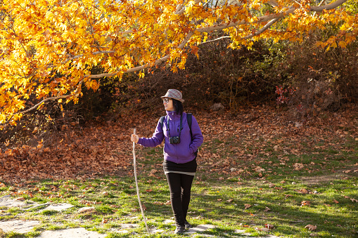 Adult woman wearing a purple overcoat, hat and black pants hiking in nature during autumn season. She has a camera. Shot with a full frame DSLR camera under daylight.