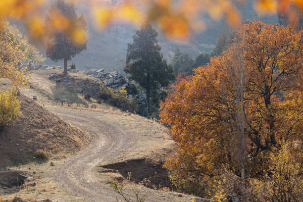 istock Dirt Road In Forest During Autumn 1183461807