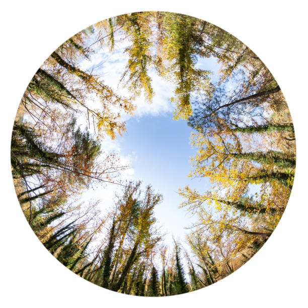 Circle fisheye view of plane trees with orange and yellow colored autumn leaves. No people are seen in frame. Shot with a full frame DSLR camera and a fisheye lens.