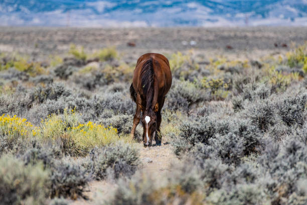Wild Horses living in the wild