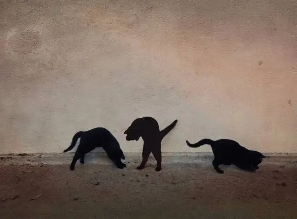 Photo of Multiple exposure of one young black cat playing