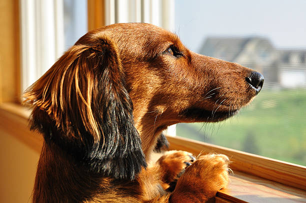 istock Brown miniature dachshund looking out of a window 118346440