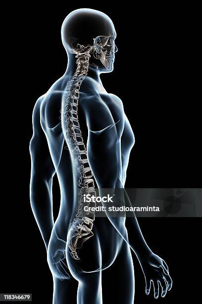 Xray Męskiej Anatomii Na Czarnym Tle - zdjęcia stockowe i więcej obrazów Anatomia człowieka - Anatomia człowieka, Czarne tło, Czarny kolor