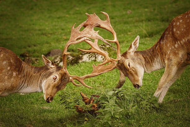 Zbliżenie deer fight – zdjęcie