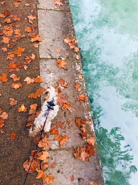 Autumn dog near river
