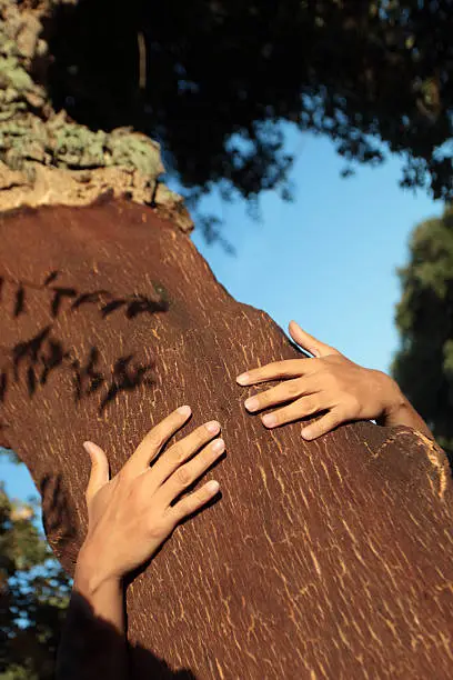 Photo of Cork tree