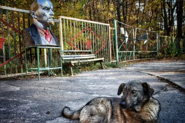 Satan, one of the feral dogs in the Chernobyl exclusion zone, in front of a Lenin bust near the abandoned Duga-1 radar station ("Russian Woodpecker") near Pripyat, Ukraine.