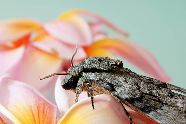 Small Moth Resting on a Vibrant Orange Marigold Flower in Full Bloom