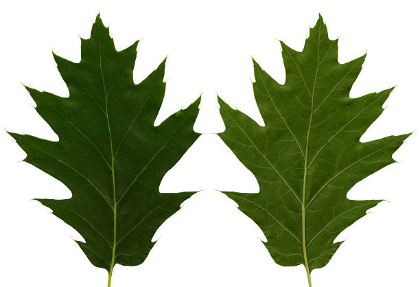 Leaf texture stock photo