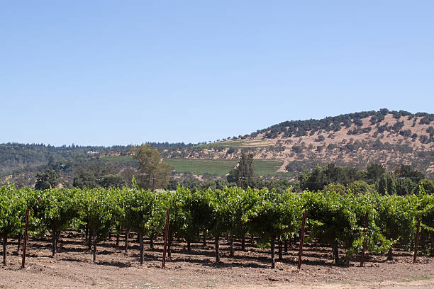 istock Napa Valley vineyard scenic landscape 118347354