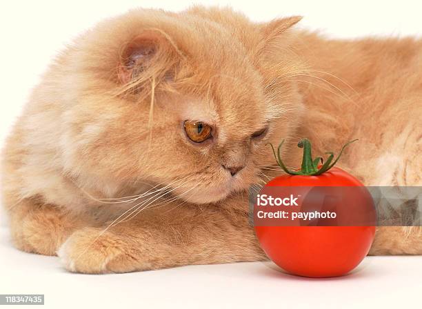 Foto de Gato Está Cheirando A Tomate e mais fotos de stock de Gato doméstico - Gato doméstico, Tomate, Alimentação Saudável