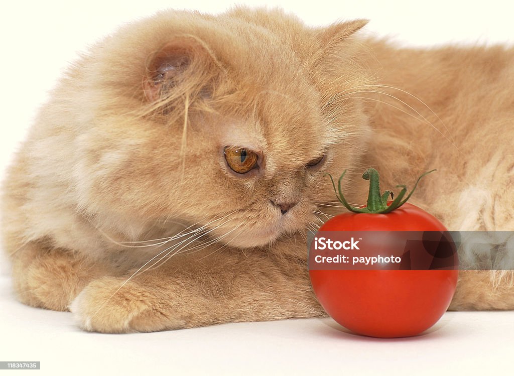 Кошка, Нюхать томатный - Стоковые фото Домашняя кошка роялти-фри