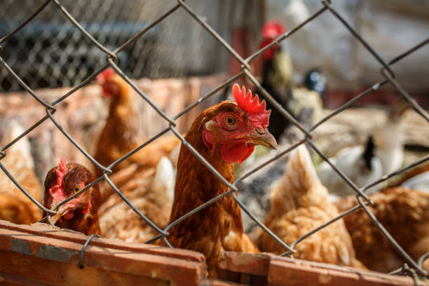 istock domestic poultry, chickens behind the fence 1183474838