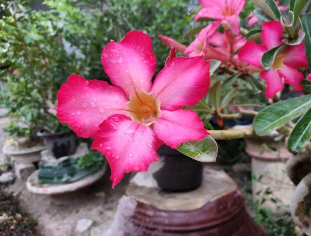 istock the pink frangipani flower 1183476766