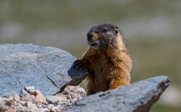 istock A Yellow-bellied Marmot Peeking Over a Ledge 1183480134