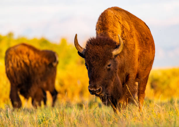 istock Bison Feeding on the Prairie on a Beautiful Morning 1183480188