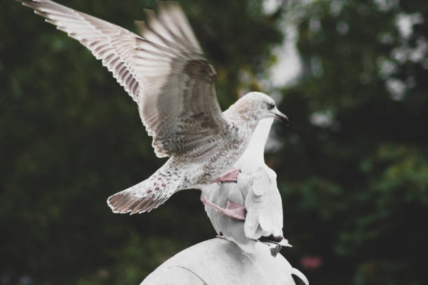 istock Two sea gulls outdoor 1183481071