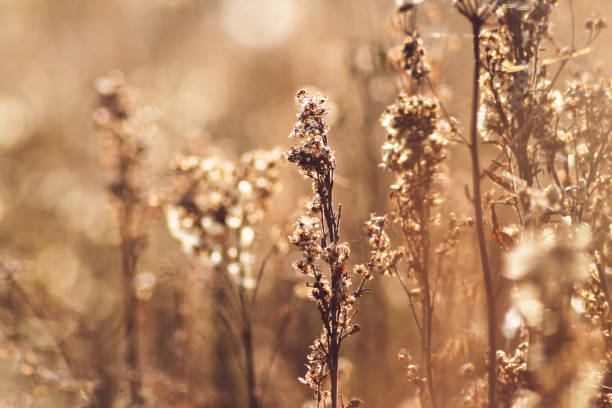 istock Golden background with grass flowers 1183481146
