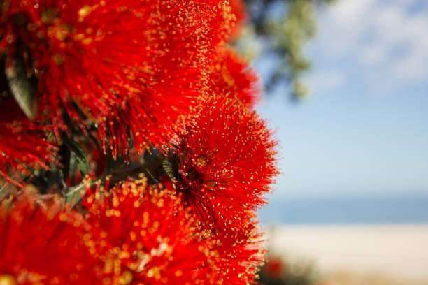 Summer time in New Zealand, with some Pohutukawa flowers blooming