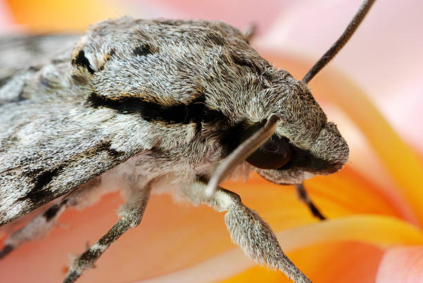 Grey moth on frangipani closeup stock photo
