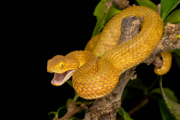 istock Colorful Bush Viper snake with open mouth 1183483637