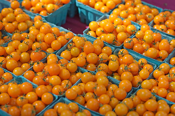 Sungold Cherry tomatoes stock photo