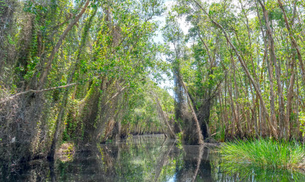 istock Melaleuca forest in sunny morning 1183484553