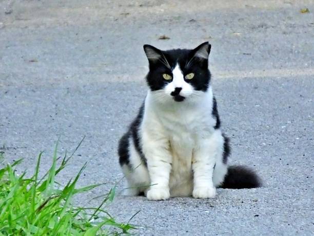 Feral Cat (Felis catus) - black and white - sitting on the road