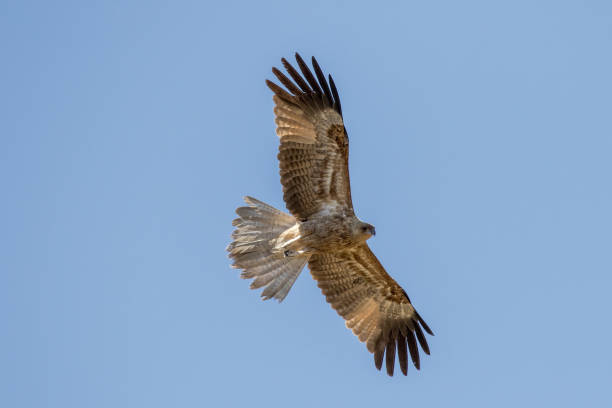 Whistling Kite Whistling Kite in search of prey haliastur sphenurus stock pictures, royalty-free photos & images