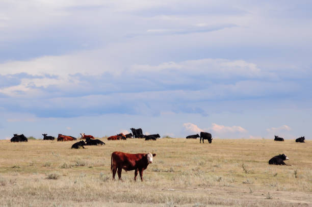 istock Yearling steers adding weight for the autumn shipping. 1183487358