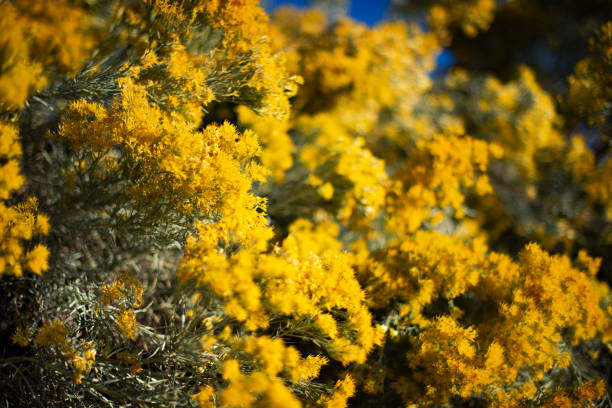 Beautiful Autumn Landscape Yellow flower heads of chamisa, or rubber rabbitbrush, Ericameria nauseosa. rabbit brush stock pictures, royalty-free photos & images