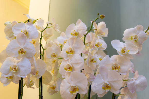 White and pink orchids, close-up. Background in the bokeh. Beautiful flowers