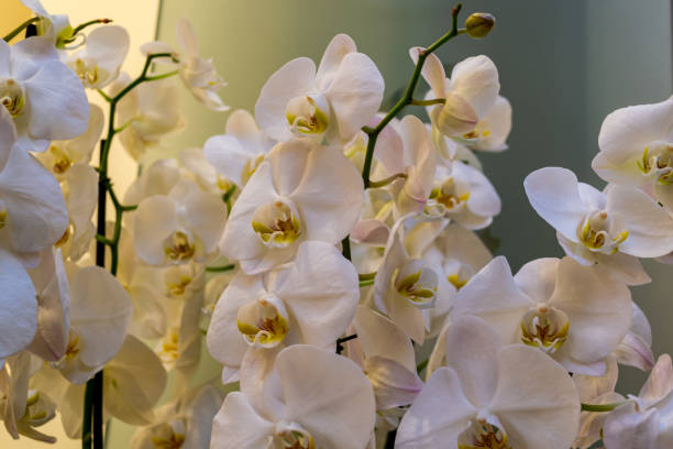 White and pink orchids, close-up. Background in the bokeh. Beautiful flowers