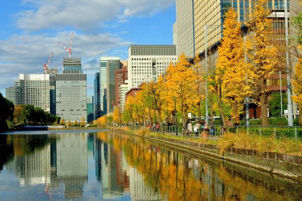 jesienny kolor liści marunouchi business district w tokio - ginkgo ginkgo tree leaf water zdjęcia i obrazy z banku zdjęć