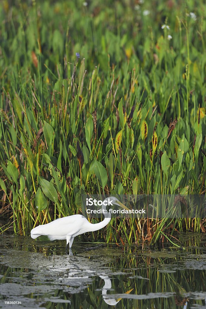 Grande garça branca wades em wetland pond - Foto de stock de Animal royalty-free