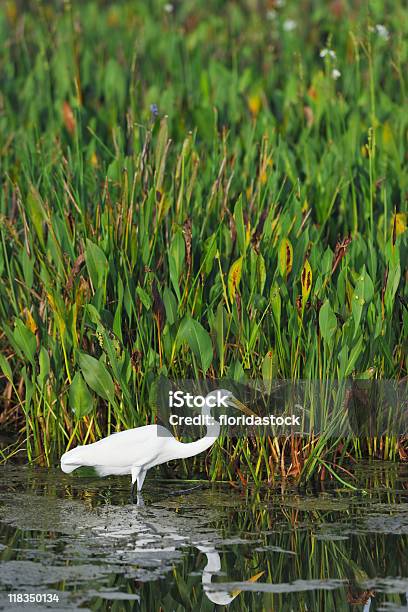 Foto de Grande Garça Branca Wades Em Wetland Pond e mais fotos de stock de Animal - Animal, Animal selvagem, Branco