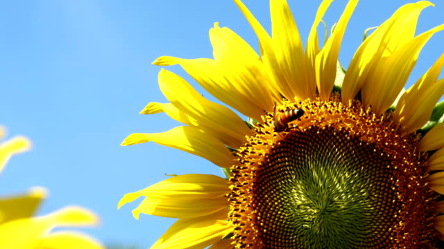 4k, Sunflower and bee in clear blue sky