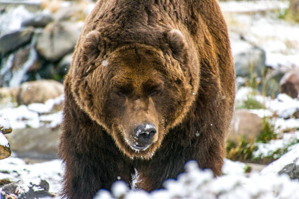 Large Brown (Grizzly) Bear Foraging in the Snow
