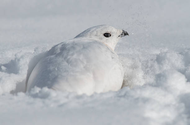 istock A White-tailed Ptarmigan Hiding in Plain Sight 1183502350