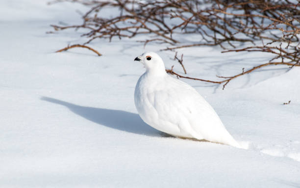 istock A White-tailed Ptarmigan Hiding in Plain Sight 1183502371