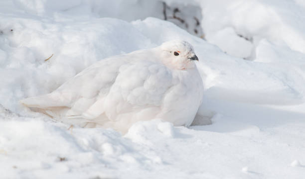 istock A White-tailed Ptarmigan Hiding in Plain Sight 1183502374