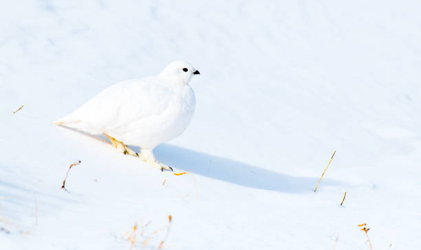 istock A White-tailed Ptarmigan Hiding in Plain Sight 1183502407